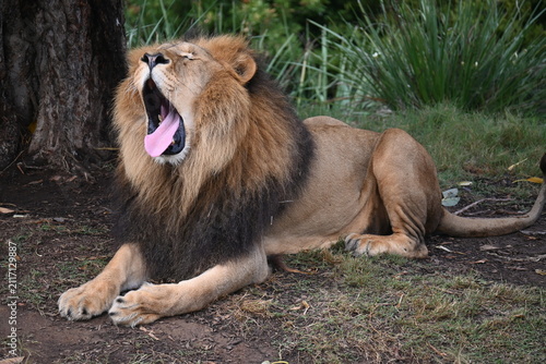 Fotografía Huge lion yawning in a zoo located in Sydney, Australia