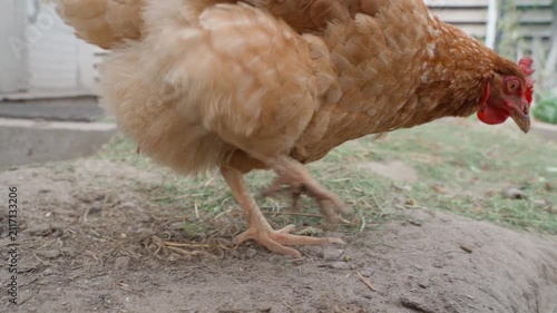 Brown hens pecking ground looking for food in farmyard 
