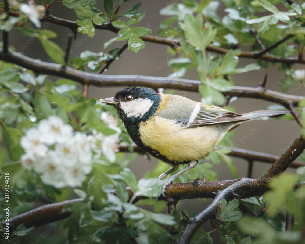 Fototapeta premium Great Tit Perched on Woodland Branch in Humford Woods, Northumberland