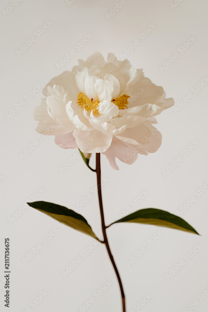 Obraz premium Aesthetic Close Up View Of Single White Peony Flower On Thin Stem