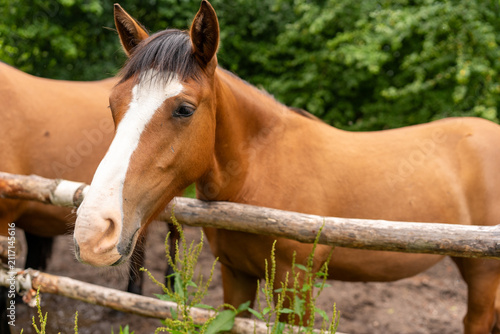 фотографія Young brown colt behind wooden fence close up