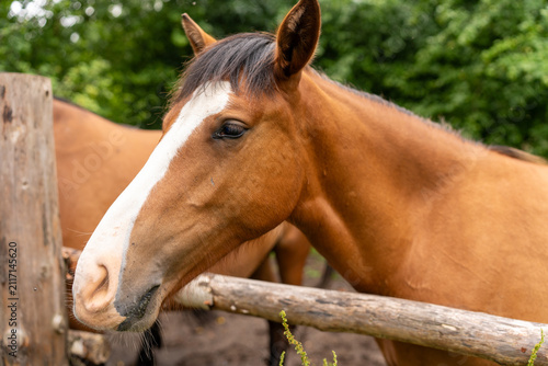 фотографія Young brown colt behind wooden fence close up