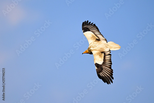 Obraz na płótnie Schmutzgeier // Egyptian vulture (Neophron percnopterus) - Nationalpark Monfragü