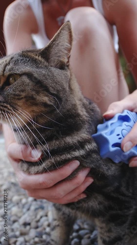 Combing British cat outside in slow motion