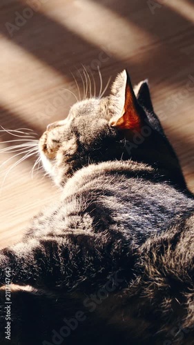 Cute British cat lying on home floor