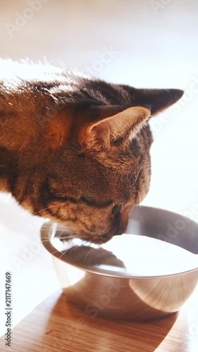 Cat on hot summer day smell the water in bowl