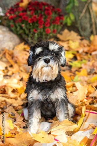 Canvastavla Black and grey dog zwergschnauzer sitting on autumn leaves with flowers in the background