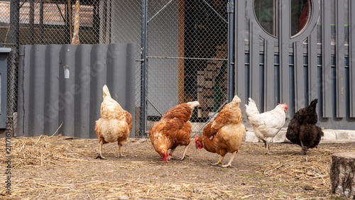 Fotografie Group of hens pecking and feeding in outdoor pen farmyard
