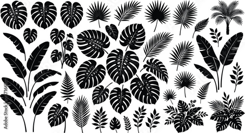 Tropical leaves silhouette collection featuring black stencils of monstera palm fronds banana plant foliage fern stems and jungle botanical elements