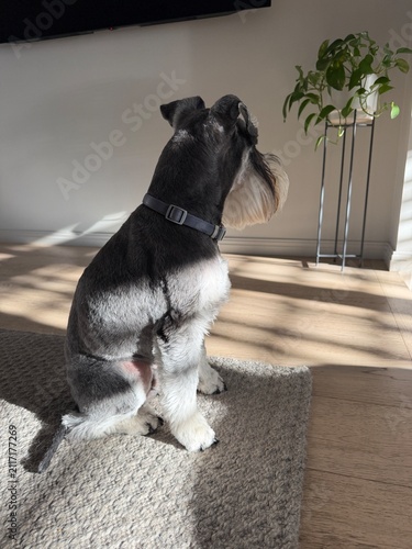 Canvastavla Mini Schnauzer
