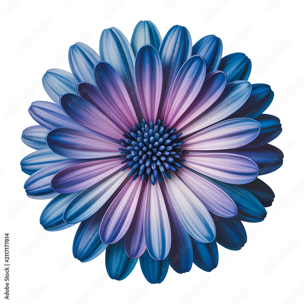 Obraz premium Blue Purple Daisy Flower Isolated on Transparent Background, Decorative Floral PNG Clipart