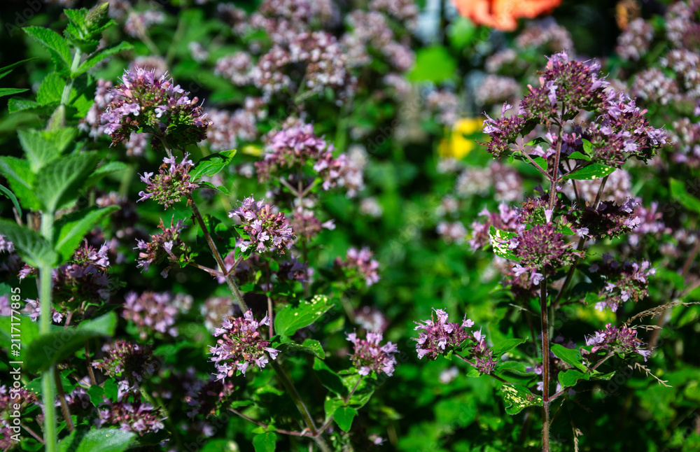 Obraz premium Close-up of blooming oregano plant with tiny purple flowers and green leaves