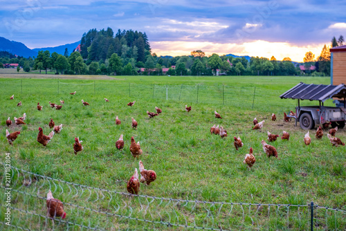 mobile chicken coop wheels solar panels roof, Free range hens natural sustainable farming practices, animal freedom green pasture, electric fence, free range eggs, organic agriculture, rural landscape