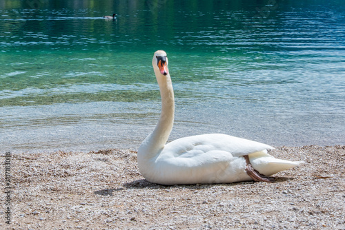 Obraz na plátne White swan resting pebbly beach blue water, genus Cygnus natural habitat, Wildli