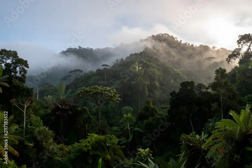 Rainforest canopy mist morning light