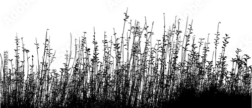 Morning Reeds and Swaying Grass in a Summer Meadow Under Blue Sky with Golden Wheat Field and Gentle Wind