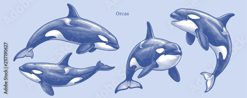Vintage hand-drawn orcas and killer whales vector set in detailed cross-hatching engraving style