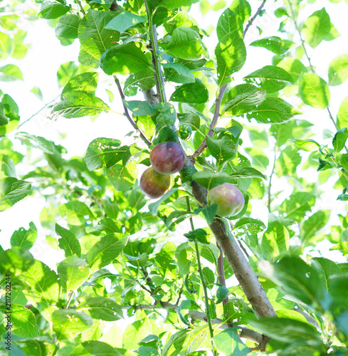 фотографія Ripe green and purple plums growing on a plum tree under a clear blue summer sky in a home orchard