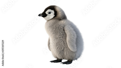 Cuadro en lienzo Cute wild newborn fluffy penguin chick standing isolated on transparent backgrou