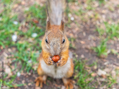 Squirrel eats a nut while sitting in green grass. Eurasian red squirrel, Sciurus vulgaris