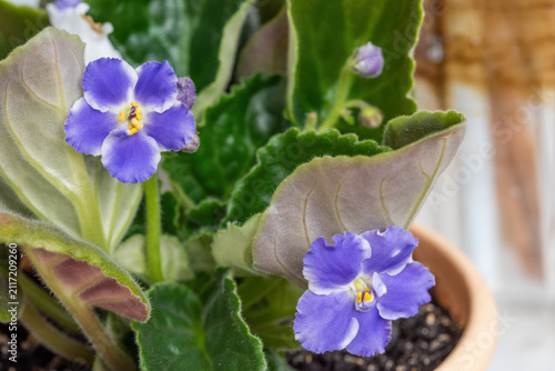 Two bright purple and white African Violet flowers growing in a terracotta pot near a sunlit window.