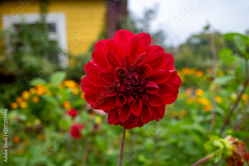 Close up of a vibrant red dahlia flower blooming in a rural garden.