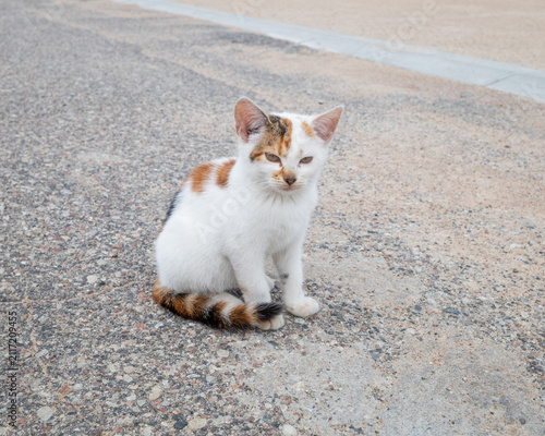 Tiny Calico Kitten Sitting Alone on Rough Gravel Road in Rural Area
