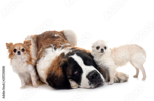 Bild auf Leinwand young saint bernard and chihuahuas