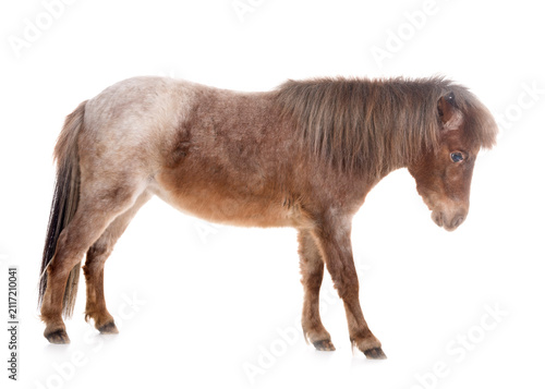 Canvas Print Falabella miniature horse