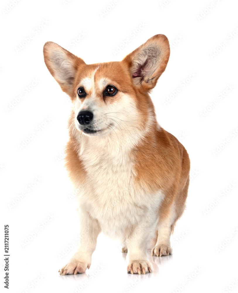 Fototapeta premium Pembroke Welsh Corgi