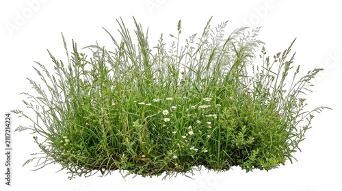 A lush green patch of wild meadow grass with small white flowers isolated on transparent background