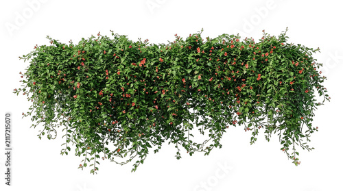 A lush green hanging vine with small red flowers presented as an isolated object on transparent background isolated on transparent background
