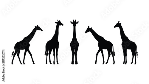 Fotografie Five giraffes silhouette standing together in transparent background design