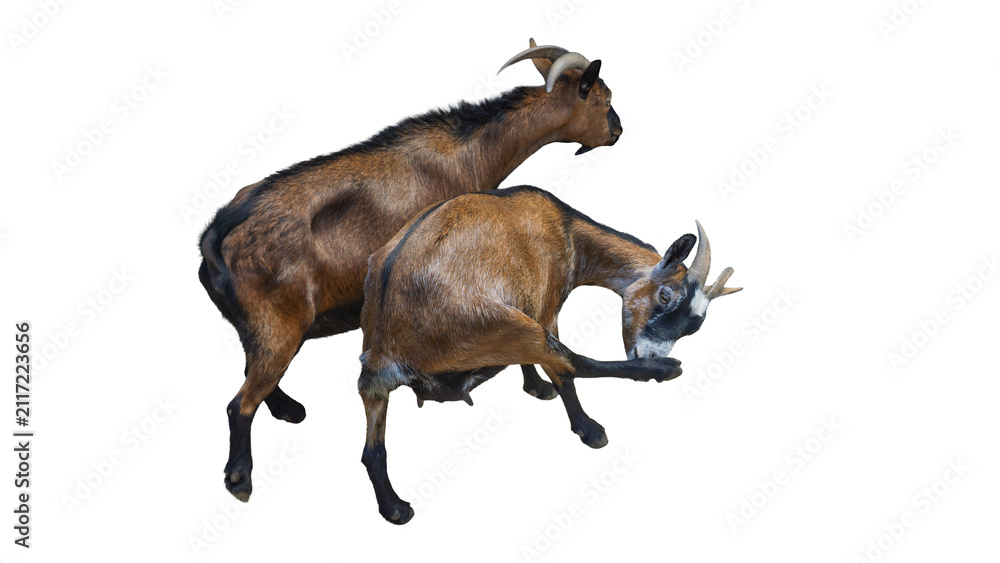 Fototapeta premium Group of domestic farm goats sitting together isolated on transparent background PNG