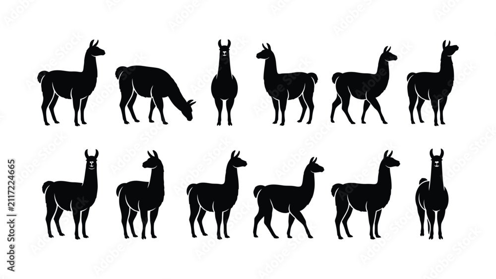 Obraz premium Various Silhouette Styles of Llama Animals Standing Positions Collection Design