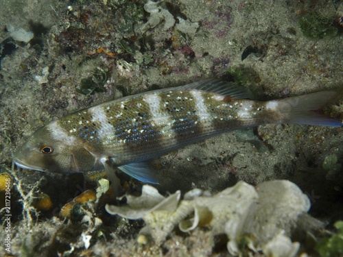 An elongated fish with blue spots, dentex dentex, swims above a sandy seabed. Dive site House reef, Stoja, Pula, Croatia, Mediterranean Sea