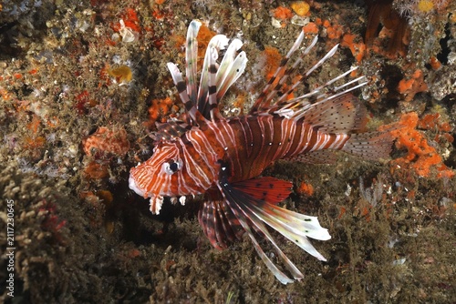 Common lionfish (Pterois miles), Aliwal Shoal dive site, Umkomaas, KwaZulu Natal, South Africa