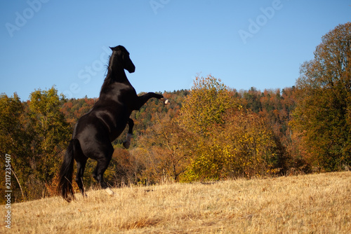 Steigendes schwarzes Pferd voller Energie vor einem bunten Herbstwald