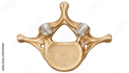 heart, anatomy, cardiac, organ, medical, healthcare, biology, artery, vein, ventricle, atrium, valves, circulation, muscle, aorta, physiology, cardiovascular, structure, dissection, diagnosis, medicin
