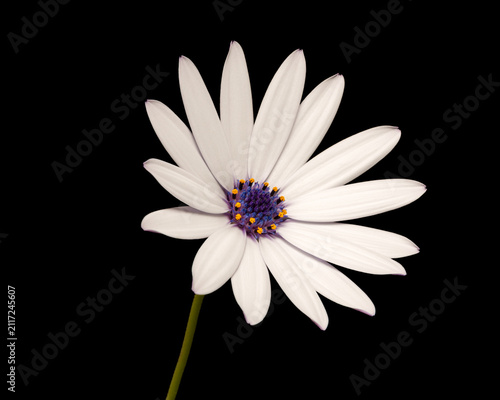white daisy on black background