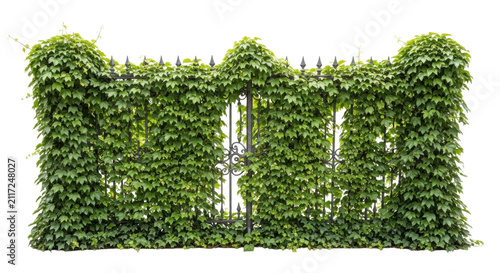 Lush green ivy-covered wooden fence with metal spikes isolated on transparent background