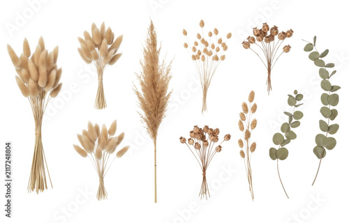 Dried botany collection with pampas grass lagurus bouquets and eucalyptus branches
