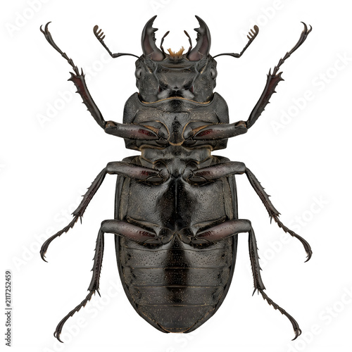 Ventral view of a stag beetle showing anatomical underside details isolated on transparent background 