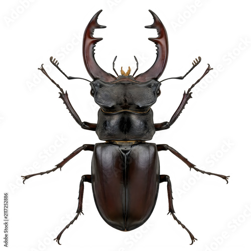Close up of a male stag beetle with prominent mandibles isolated on transparent background 