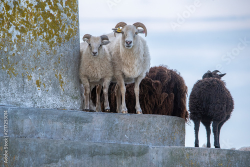 sheep on a next toa al old light house in Estonia, Odensholm island