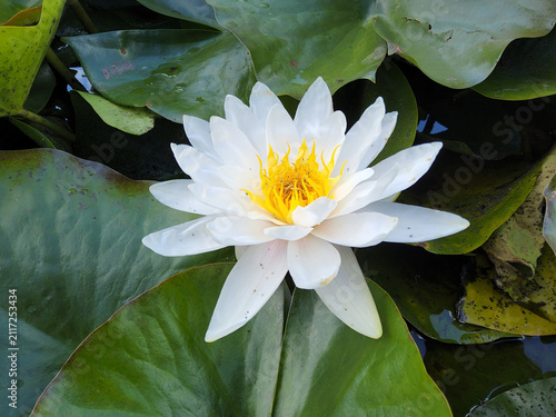 White water lily (Nymphaea alba, European waterlily, nenuphar, water rose) blooming with bright yellow center among green lily pads in a pond.