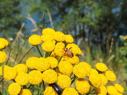 Yellow tansy flowers (Tanacetum vulgare, bitter buttons) blooming outdoors with small insects on petals in sunny summer nature landscape background.