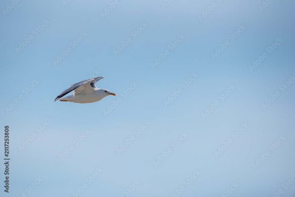 Obraz premium The common gull (Larus canus) in flight 