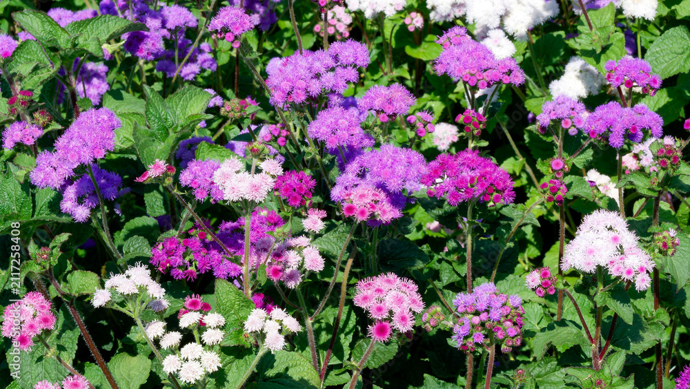 Obraz premium Ageratum houstonianum - Compact clump of Flossflowers or Mexican paintbrush clusters of fluffy light pink, reddish and white flowers with mid-green ovate leaves in bedding