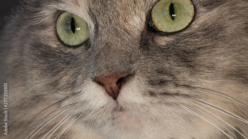 Grey tabby cat with fluffy fur and prominent whiskers, showing a curious and focused expression with its striking green eyes in a close-up portrait
